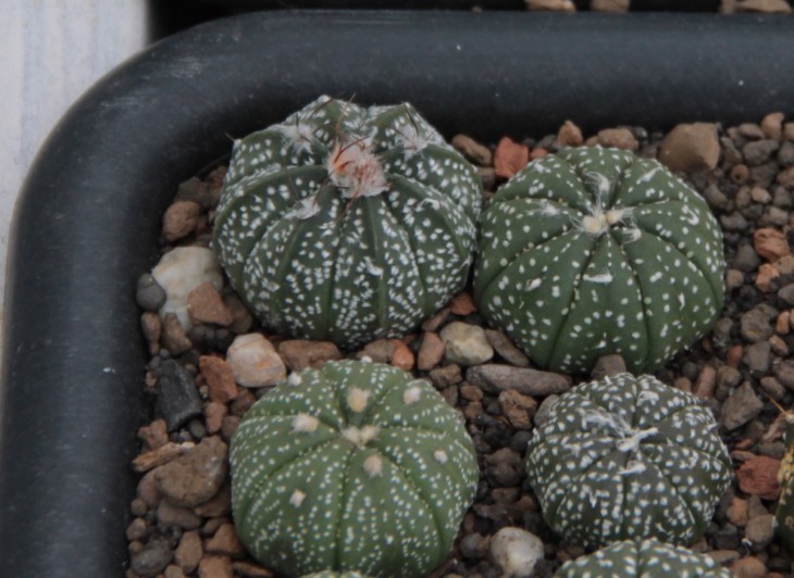 Astrophytum hb.