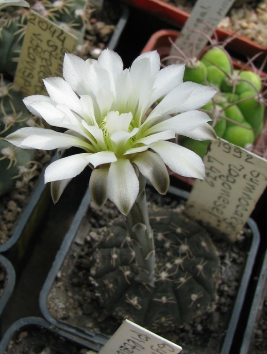 Gymnocalycium ragonesei L472