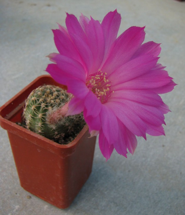 Lobivia winteriana Piltz_1113