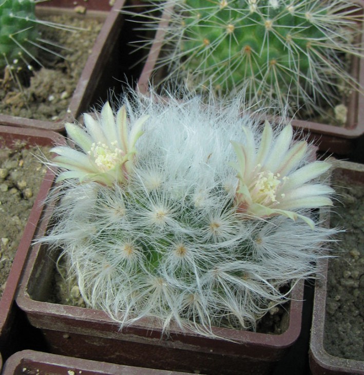 Mammillaria bocasana multilanata