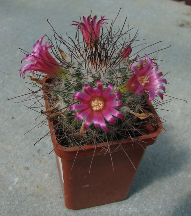 Mammillaria rekoi v. leptacantha black sp