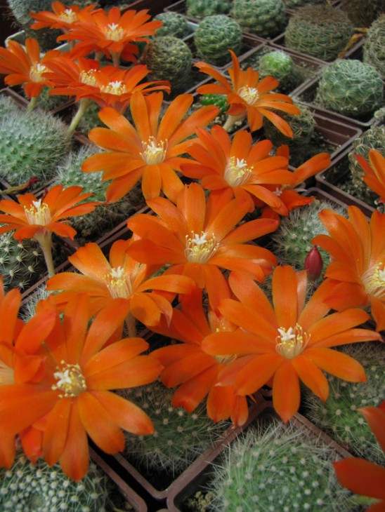 Rebutia albipilosa