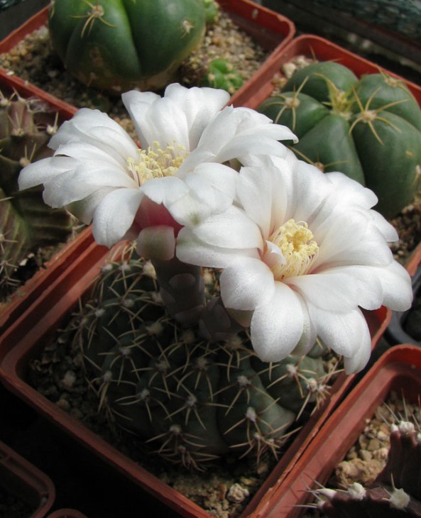Gymnocalycium stellatum flavispinum ???<br />Что-то не очень он похож на флависпинум.