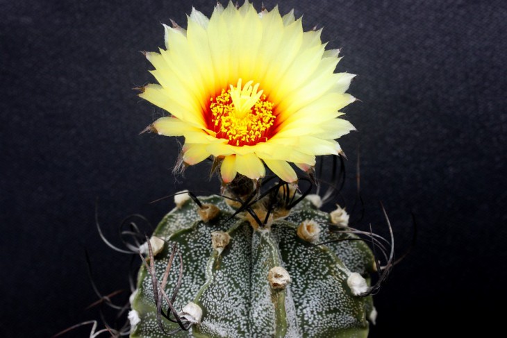 Astrophytum  capricorne v.minus 14.JPG