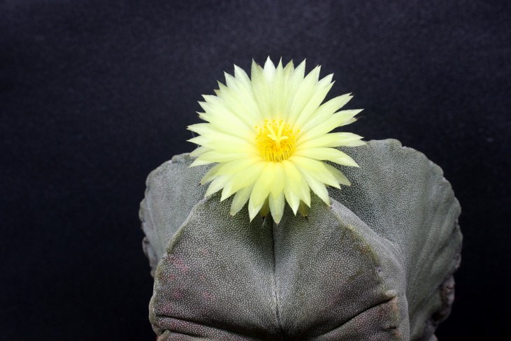 Astrophytum  myriostigma 14.JPG
