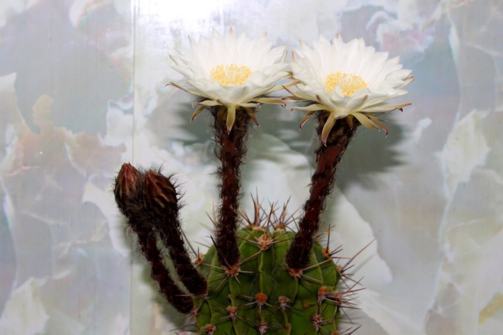 Echinopsis chacoana 14-1.JPG
