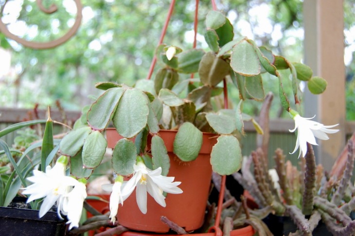 Schlumbergera hybr.jpg