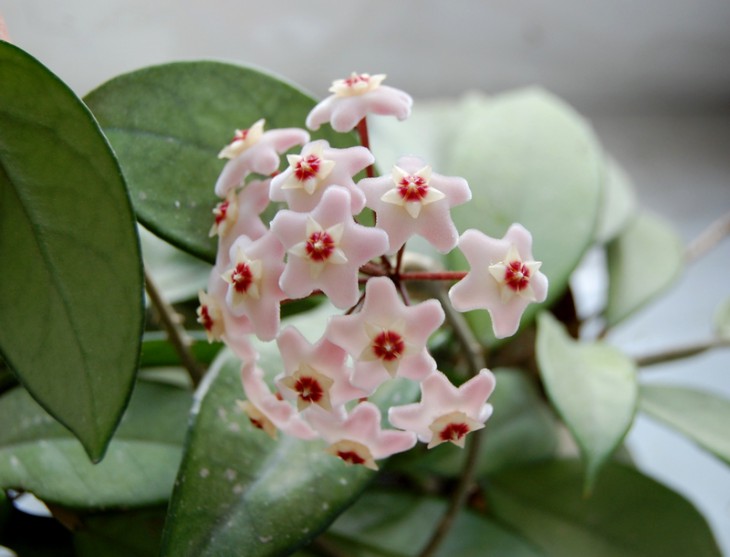 Hoya carnosa