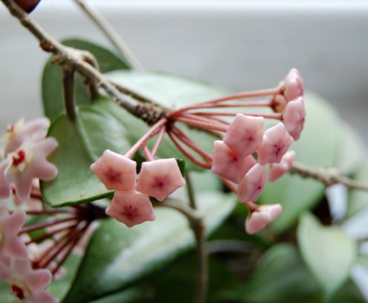 Hoya carnosa bud