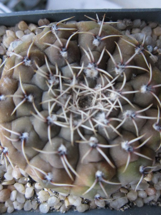 Gymnocalycium quelianum