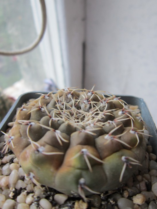 Gymnocalycium quelianum