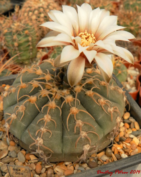 Gymnocalycium	quehlianum