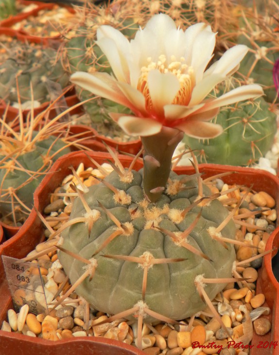 Gymnocalycium	stellatum 	paucispinum