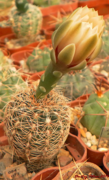 Gymnocalycium	sormii VS160