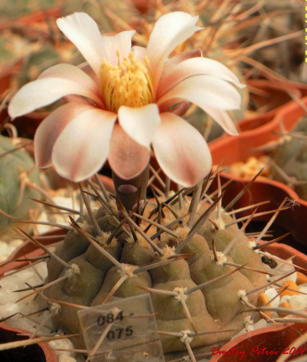 Gymnocalycium	asterium nigrum