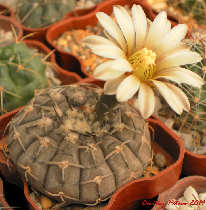 Gymnocalycium	asterium