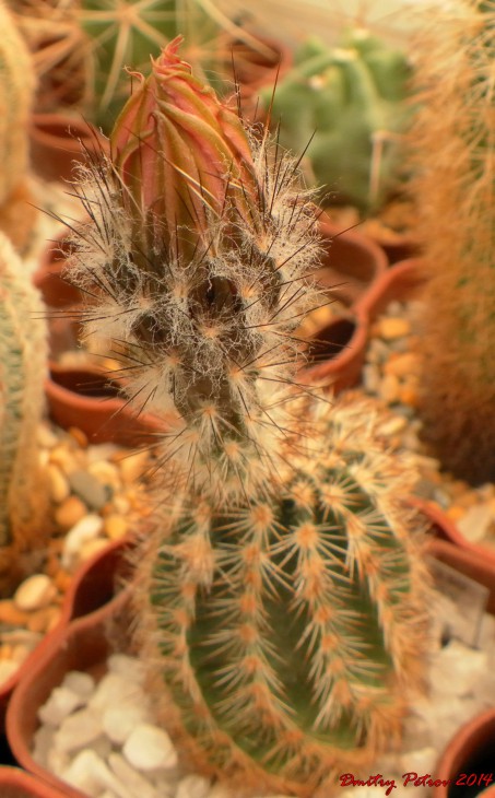 Echinocereus sp.