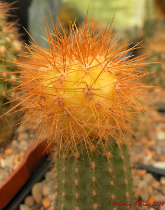 Helianthocereus speciosus f.aurea