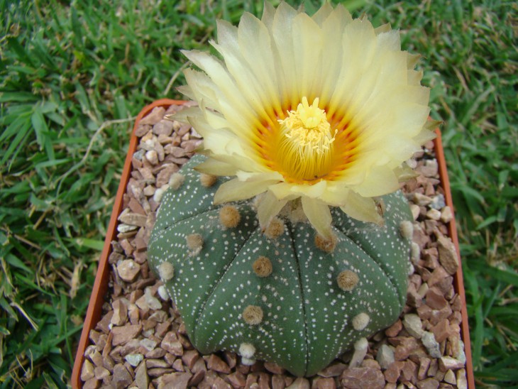 Astrophytum Asterias