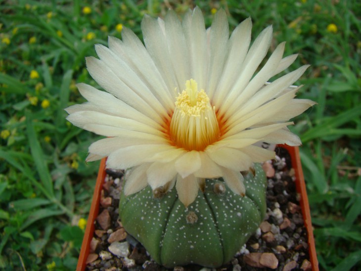 Astrophytum Asterias