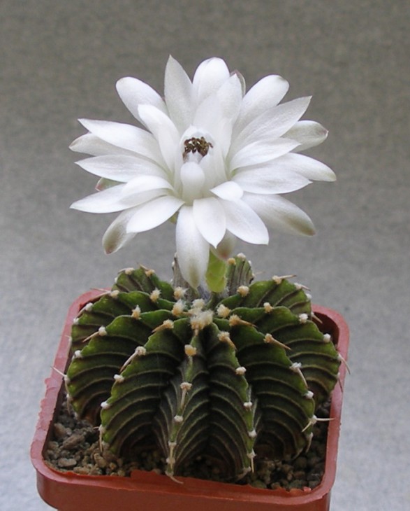 Gymnocalycium friedrichii LB2178 Agua Dulce.jpg