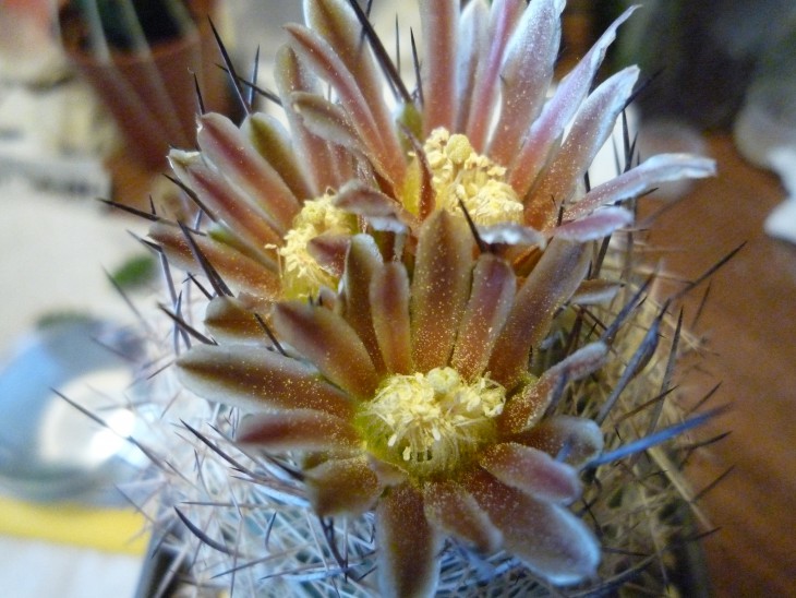 Echinomastus durangensis.