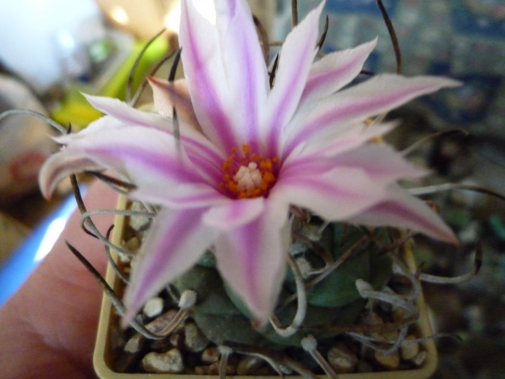 Turbinicarpus roseiflorus.