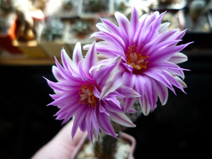 Turbinicarpus psevdopectinatus.