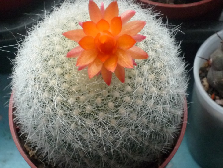 Brazilicactus haselbergii.