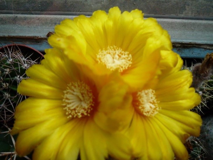 Parodia sp.