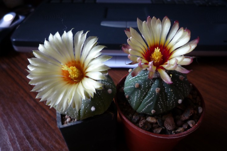 Asterias.