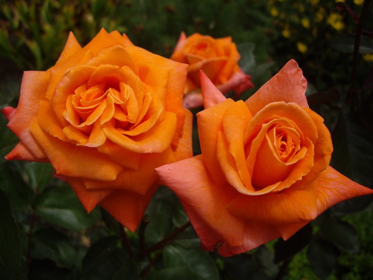 IMGP0126.jpg