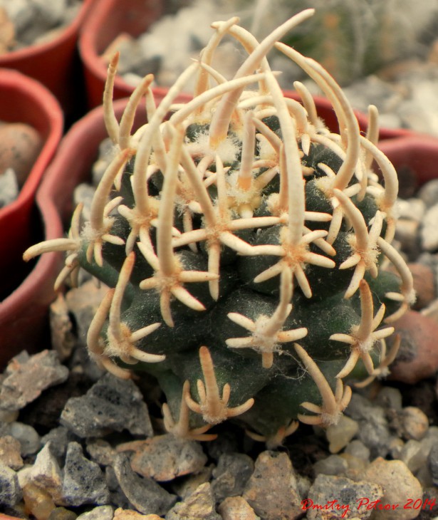 Pediocactus peeblesianus JB2