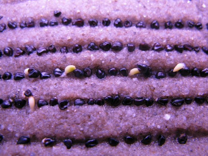 Фото одного из моих первых посевов Astrophytum. Тогда я их ещё раскладывал поштучно)