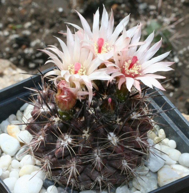neochilenia sp.