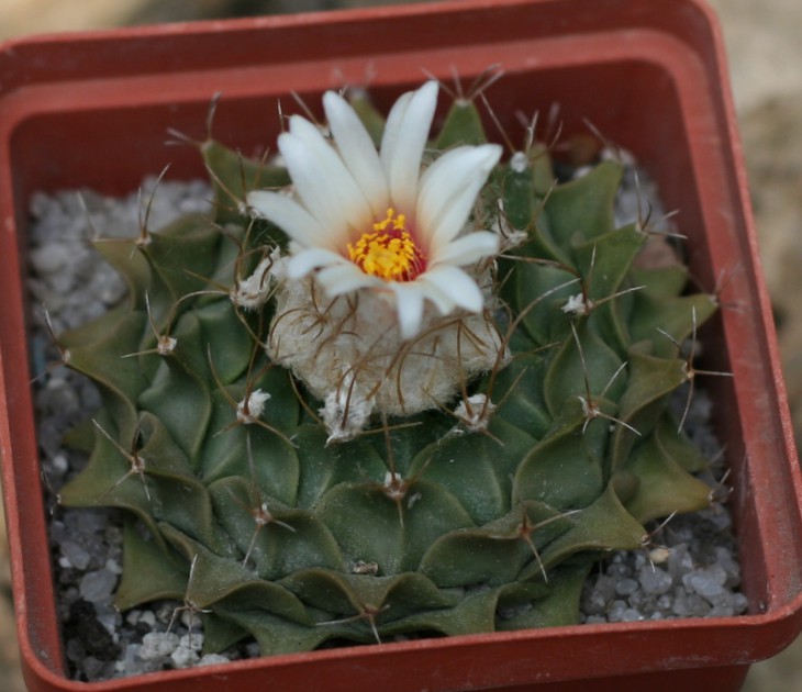 obregonia denegrii