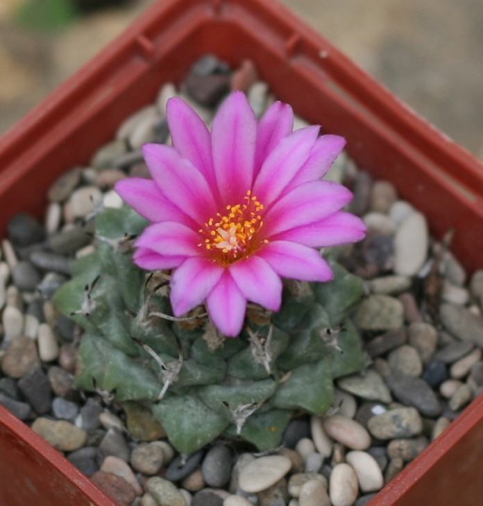 turbinicactus alonsoi