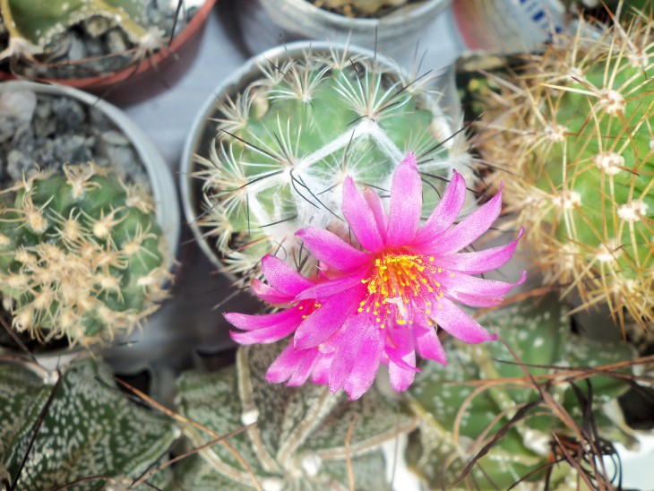Gymnocactus viereckii lau 1159.JPG
