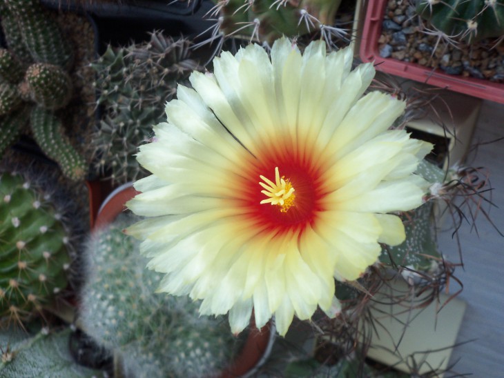 Astrophytum capricorne.JPG