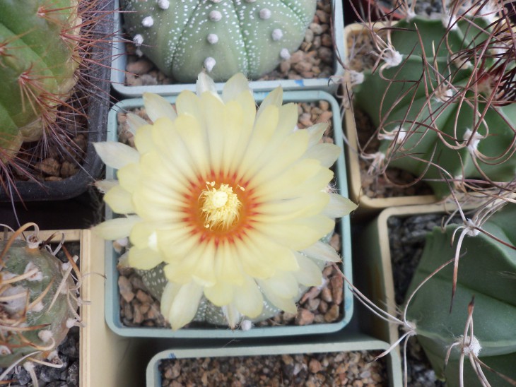 Astrophytum asterias.JPG