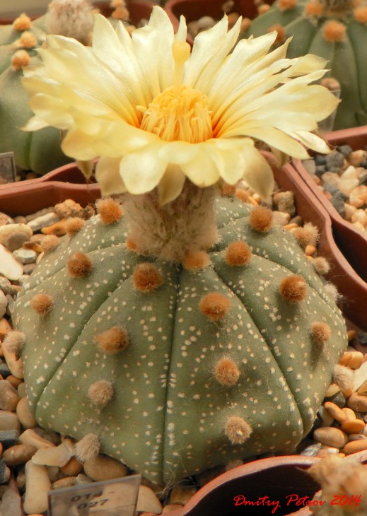Astrophytum	asterias