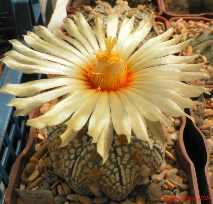 Astrophytum	asterias  Miracle
