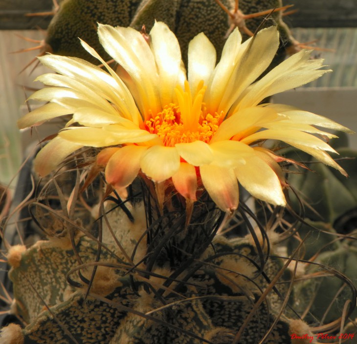 Astrophytum	capricorne<br />его возраст 25 лет. цветёт всё лето, иногда &quot;залпами&quot;.