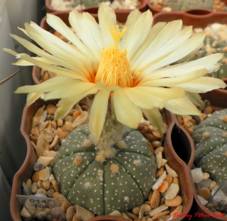 Astrophytum asterias 	Gonzales<br />первое цветение