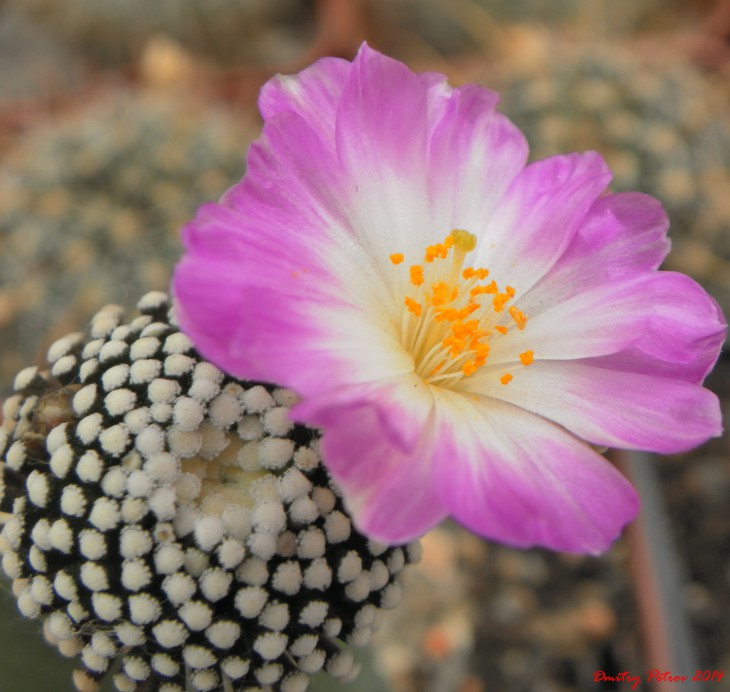 Mammillaria	luethyi