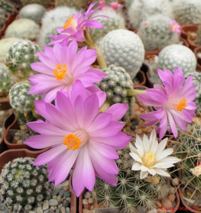 Mammillaria	theresae