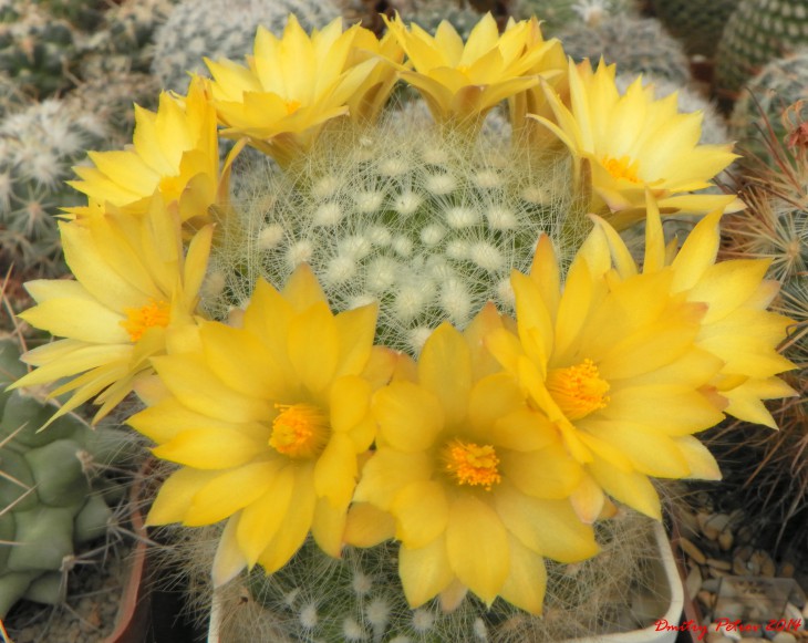 Mammillaria	baumi