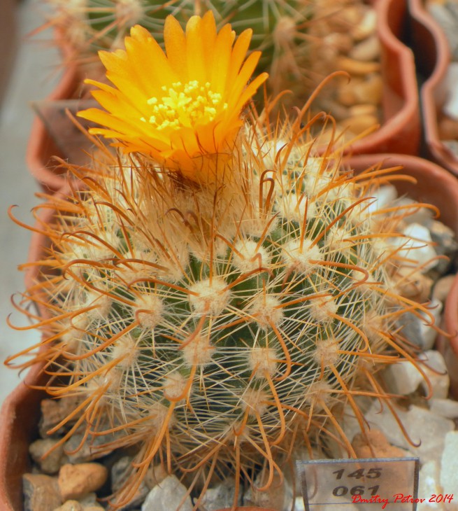 Parodia	hausteiniana