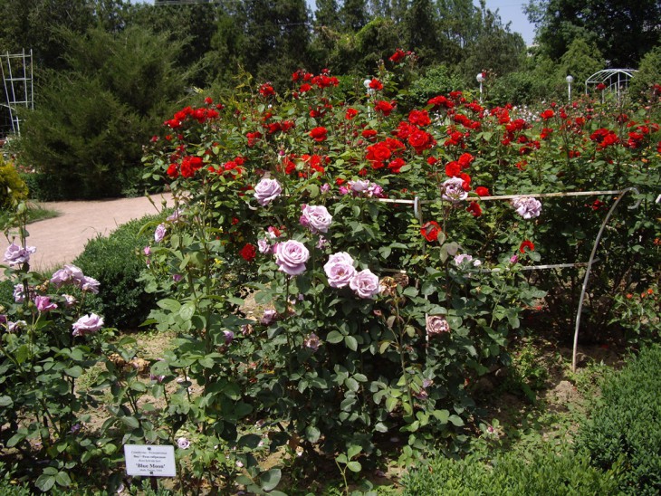 IMGP0144.jpg