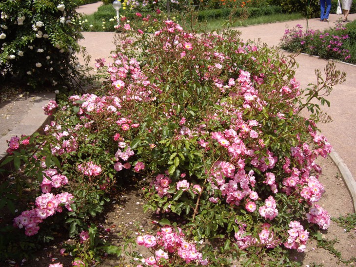 IMGP0143.jpg